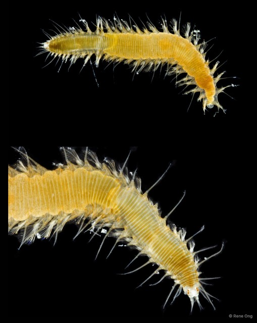 Hesionidae sp. "ARM-0119" • © Rene Ong • All Rights Reserved