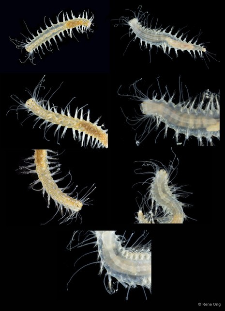 Hesione sp. "ARM-0340" • © Rene Ong • All Rights Reserved