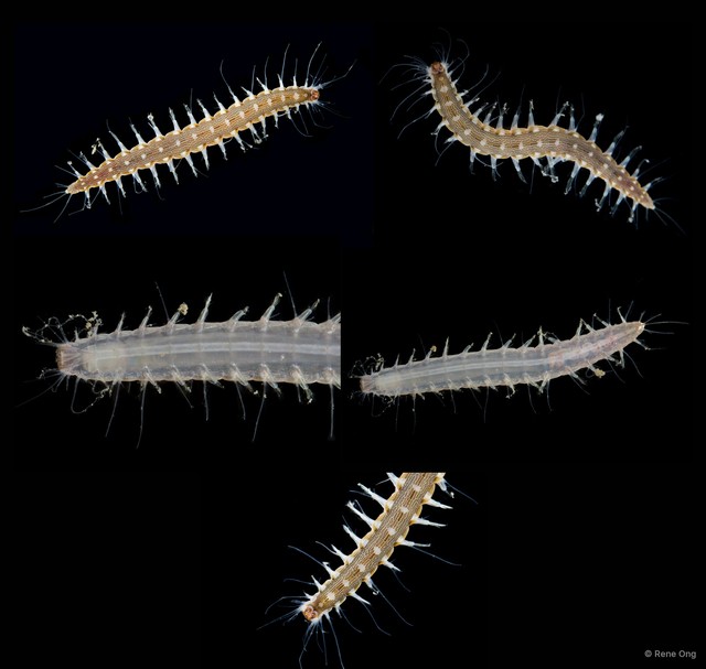 Hesione sp. "ARM-0452" • © Rene Ong • All Rights Reserved