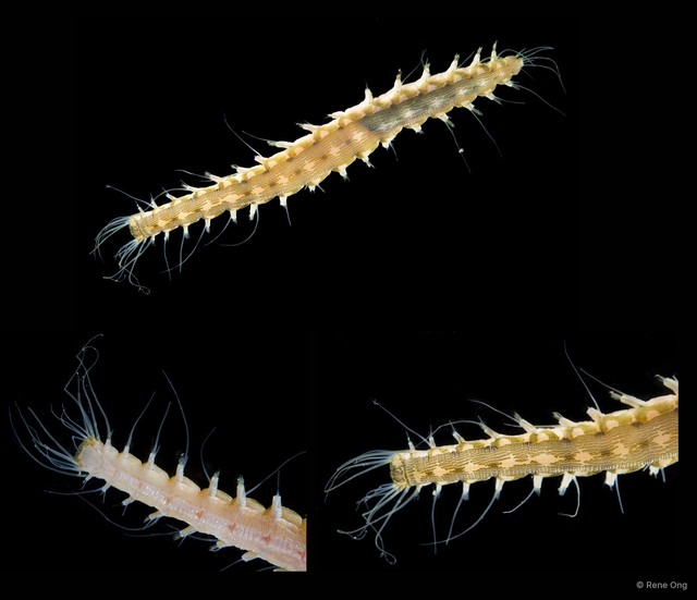 Hesione sp. "SS-1745" • © Rene Ong • All Rights Reserved