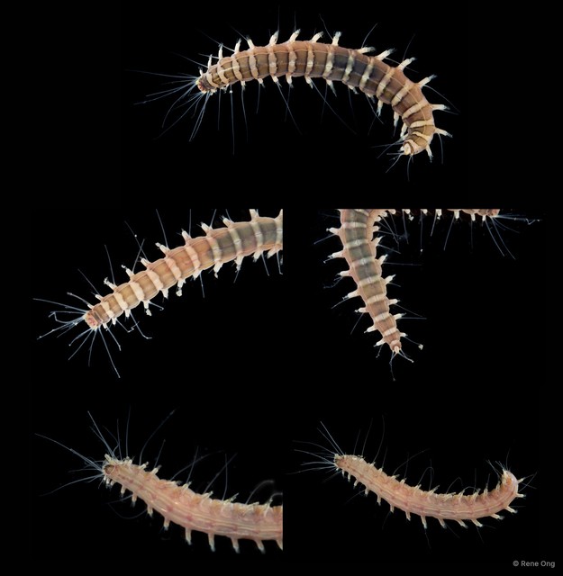 Hesione eugeniae
