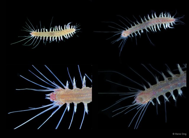 Leocrates sp. "5414TB1-118" • © Rene Ong • All Rights Reserved