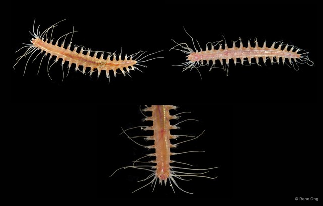 Leocrates sp. "JS-2272" • © Rene Ong • All Rights Reserved