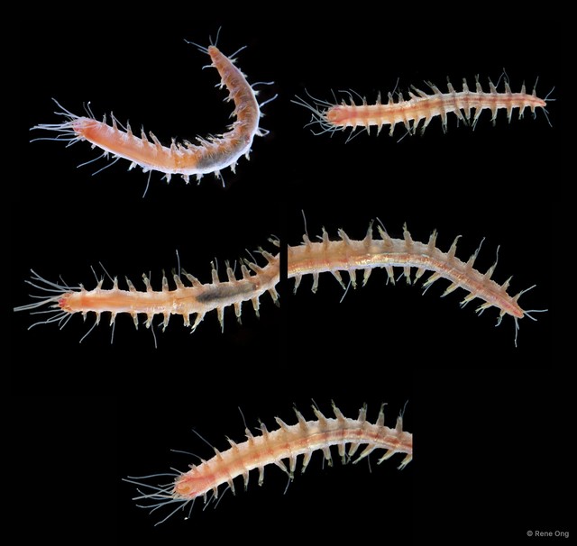 Leocrates sp. "JS-4053" • © Rene Ong • All Rights Reserved