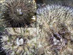 Oxydromus sp. "597f4f41"