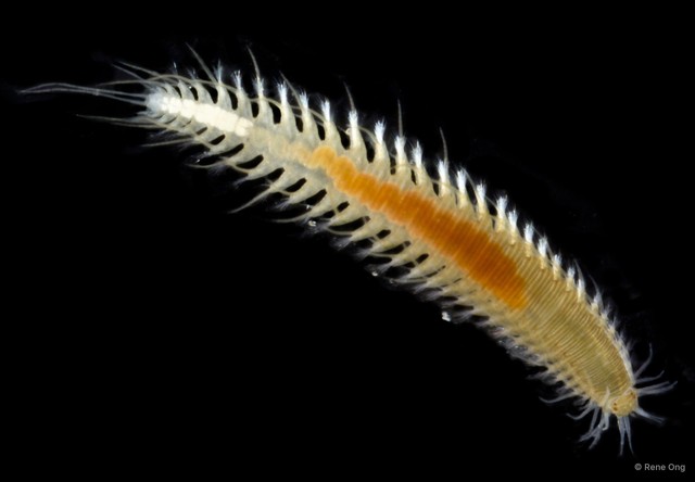 Oxydromus sp. "ARM-0372" • © Rene Ong • All Rights Reserved
