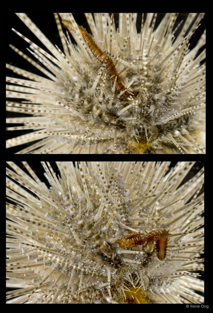 Oxydromus sp. "SEA-3782" • © Rene Ong • All Rights Reserved