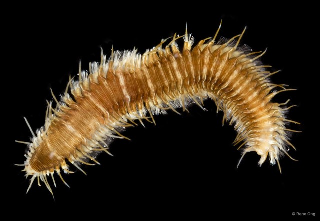 Oxydromus sp. "SEA-5832" • © Rene Ong • All Rights Reserved