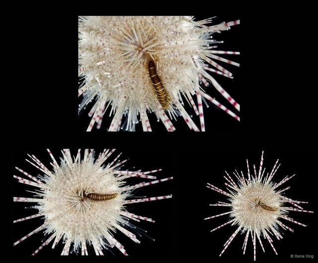 Oxydromus sp. "SEA-6823" • © Rene Ong • All Rights Reserved