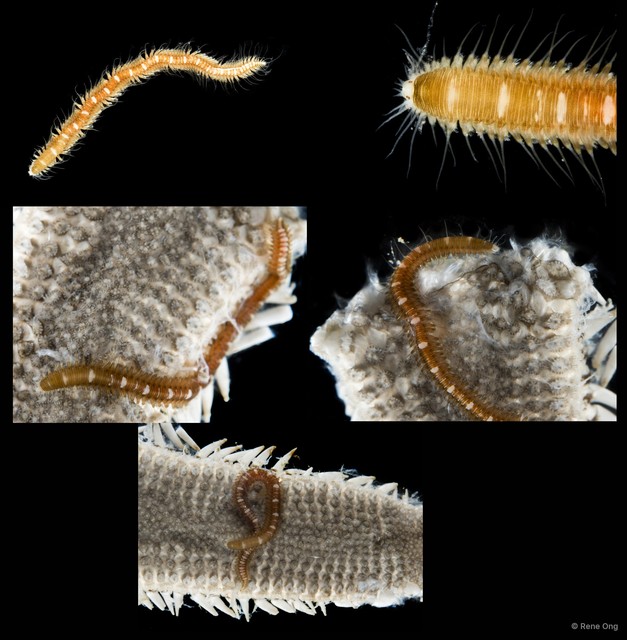 Oxydromus sp. "SS-1484" • © Rene Ong • All Rights Reserved