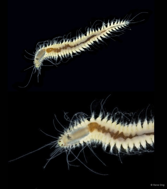 Syllidia sp. "ARM-0242" • © Rene Ong • All Rights Reserved