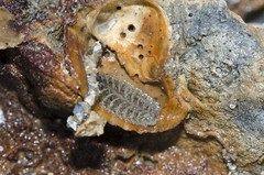 Iphione sp. "597f4f77"