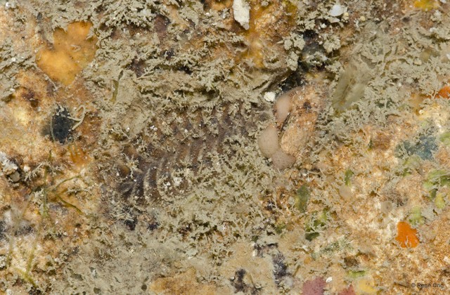 Iphione sp. "597f4f7a" • © Rene Ong • All Rights Reserved
