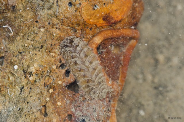 Iphione sp. "597f4f7d" • © Rene Ong • All Rights Reserved