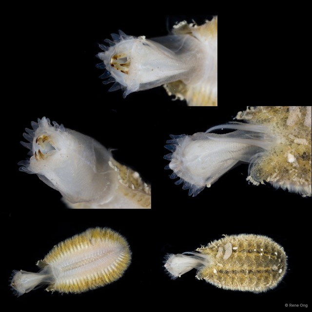 Iphione sp. "cf. ovata 2" • © Rene Ong • All Rights Reserved