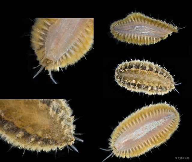 Iphione sp. "cf. ovata 3" • © Rene Ong • All Rights Reserved