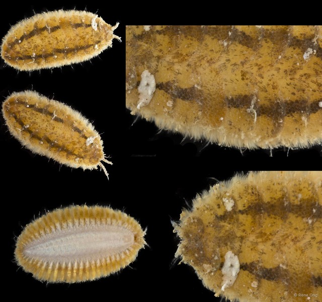 Iphione sp. "cf. treadwelli 1" • © Rene Ong • All Rights Reserved