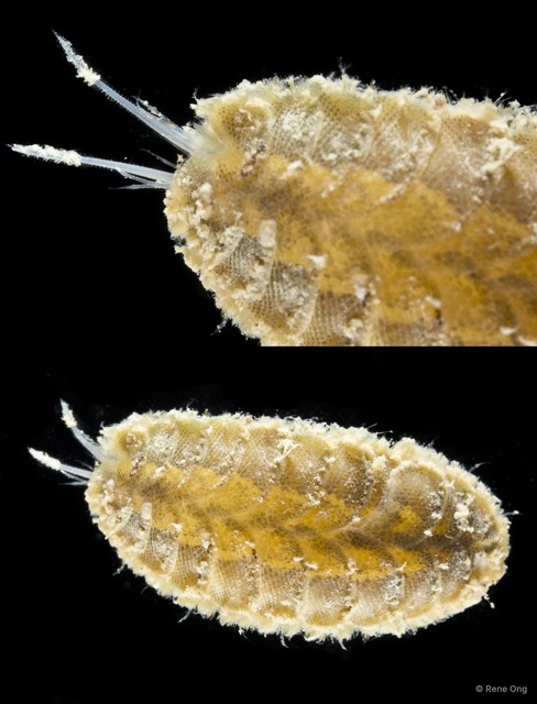 Iphione sp. "cf. treadwelli 2" • © Rene Ong • All Rights Reserved