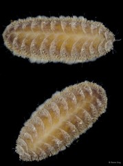 Iphione muricata • © Rene Ong • All Rights Reserved
