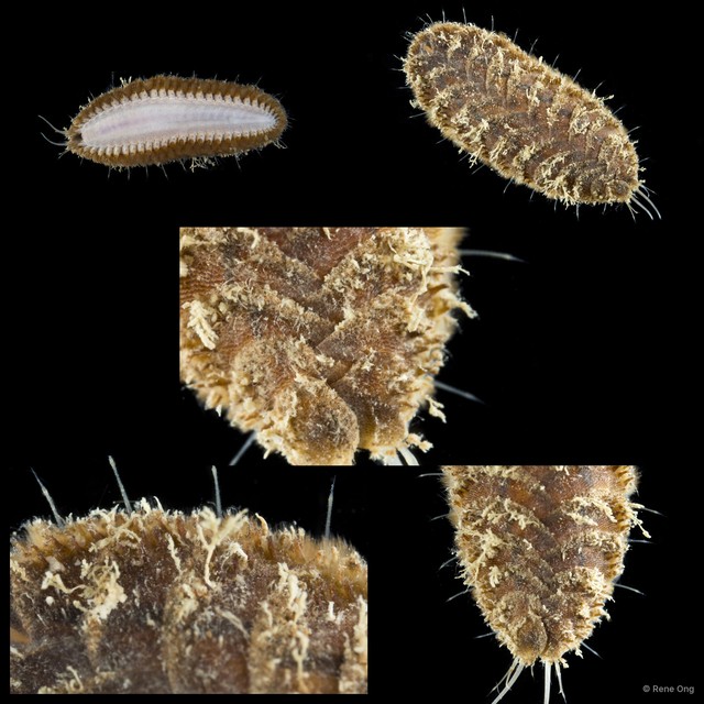 Iphione muricata
