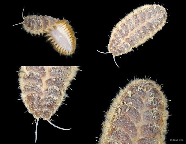 Iphione muricata