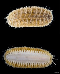 Iphione muricata • © Rene Ong • All Rights Reserved