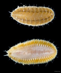 Iphione muricata • © Rene Ong • All Rights Reserved