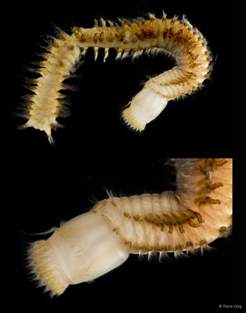 Nephtyidae sp. "SEA-1134" • © Rene Ong • All Rights Reserved