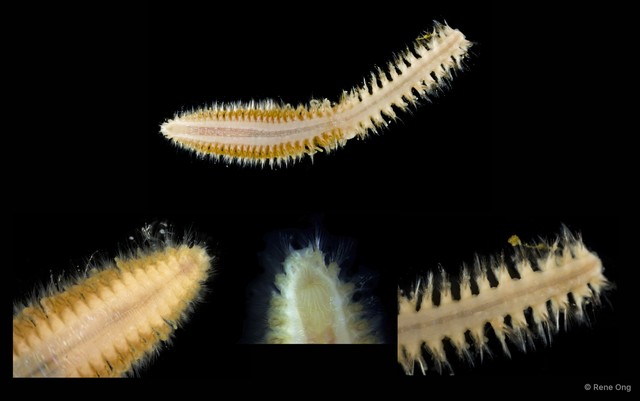 Nephtyidae sp. "SEA-1142" • © Rene Ong • All Rights Reserved