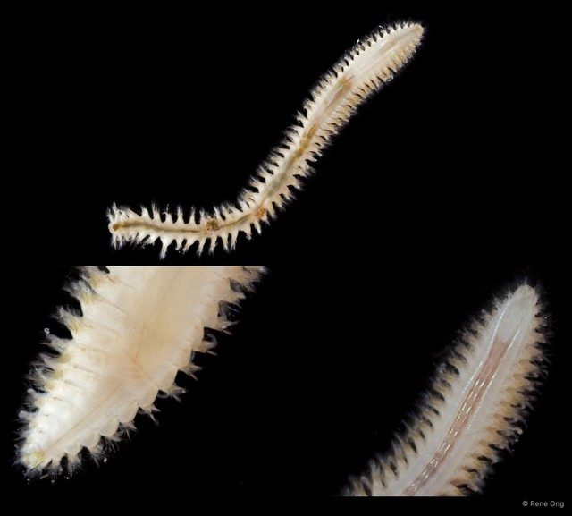 Nephtyidae sp. "SEA-1725" • © Rene Ong • All Rights Reserved
