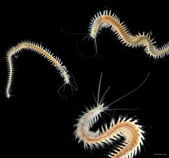 Nereididae sp. "ARM-0110"
