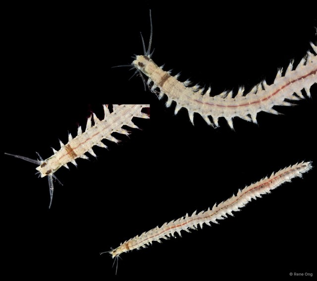 Nereididae sp. "ARM-0314" • © Rene Ong • All Rights Reserved