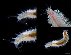 Nereididae sp. "cf. SEA-8347"