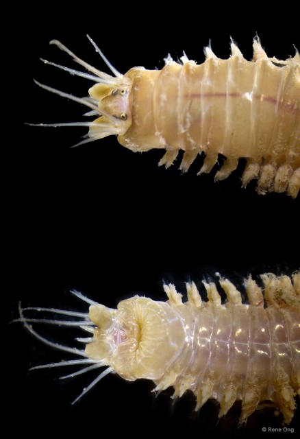 Nereididae sp. "DR9" • © Rene Ong • All Rights Reserved