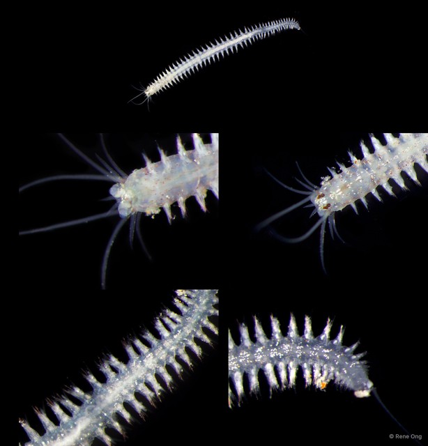 Nereididae sp. "INT-0223" • © Rene Ong • All Rights Reserved