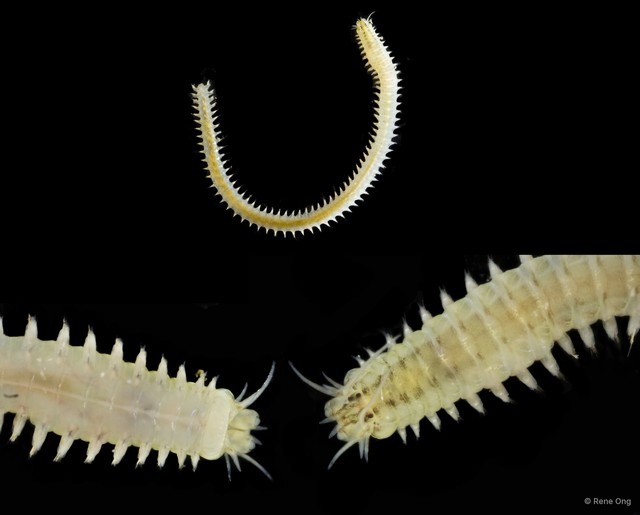 Nereididae sp. "INT-0311" • © Rene Ong • All Rights Reserved
