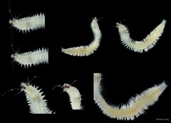 Nereididae sp. "INT-1365"