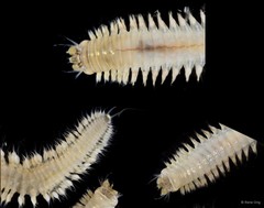 Nereididae sp. "SEA-0441"