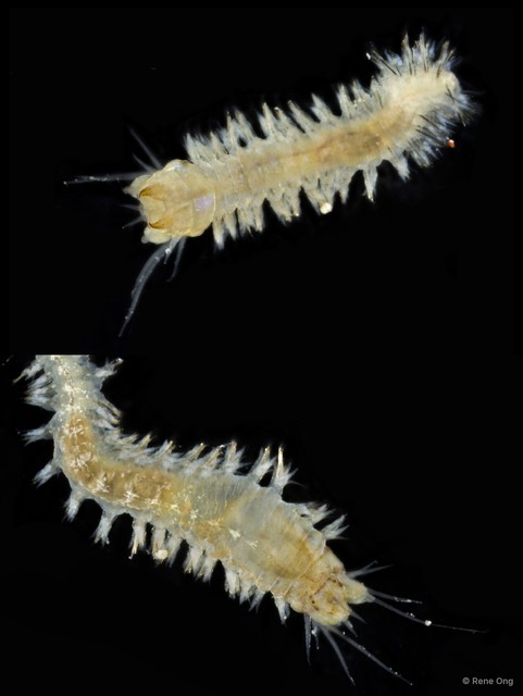 Nereididae sp. "SEA-1927" • © Rene Ong • All Rights Reserved