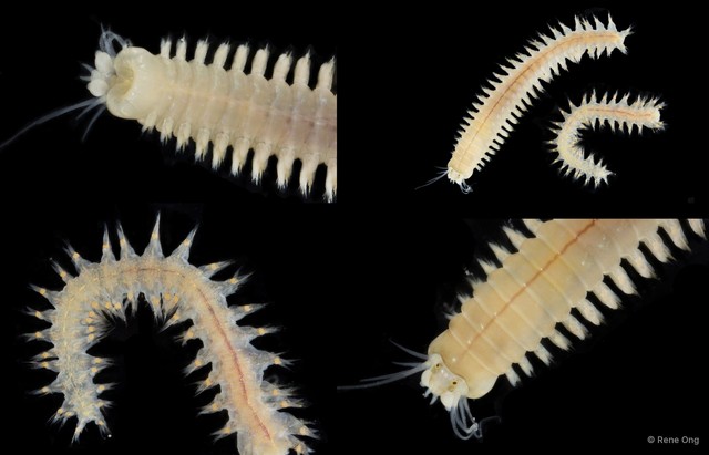Nereididae sp. "SEA-2310" • © Rene Ong • All Rights Reserved