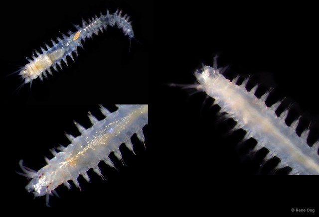Nereididae sp. "SEA-2428" • © Rene Ong • All Rights Reserved