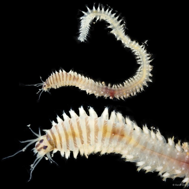 Nereididae sp. "SEA-4555" • © Rene Ong • All Rights Reserved