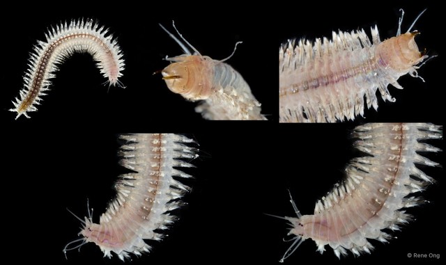 Nereididae sp. "SEA-8356" • © Rene Ong • All Rights Reserved