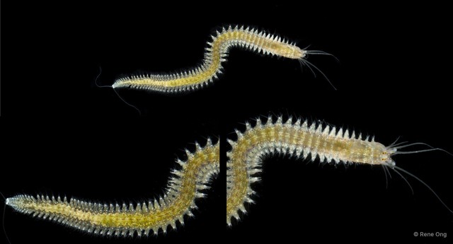 Nereididae sp. "SS-0099" • © Rene Ong • All Rights Reserved