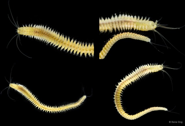 Nereididae sp. "SS-4036" • © Rene Ong • All Rights Reserved