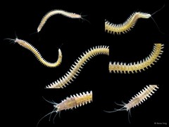 Nereididae sp. "SS-4052"