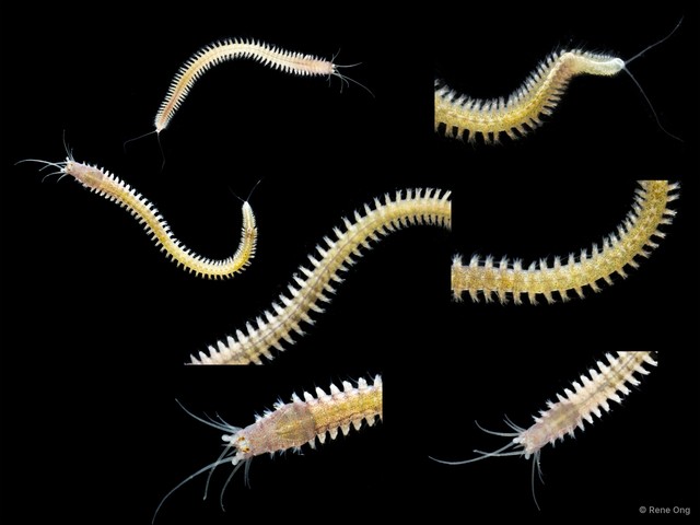 Nereididae sp. "SS-4052" • © Rene Ong • All Rights Reserved