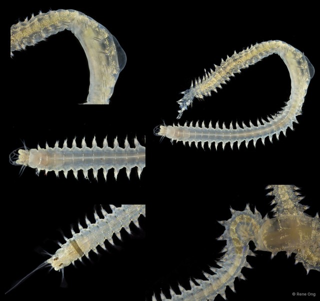 Nereididae sp. "SUB-0984" • © Rene Ong • All Rights Reserved