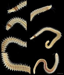Nereididae sp. "SUB-1634"