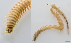 Leonnates decipiens • © Rene Ong • All Rights Reserved